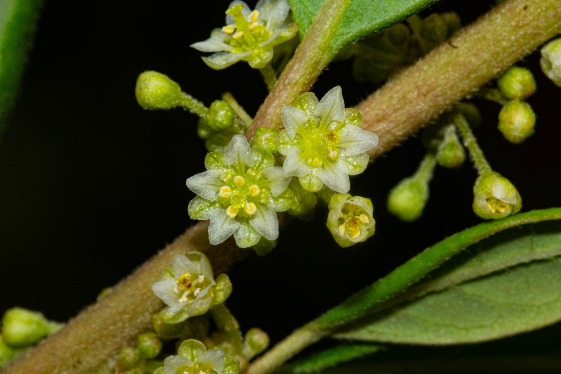 Clutia abyssinica var. abyssinica