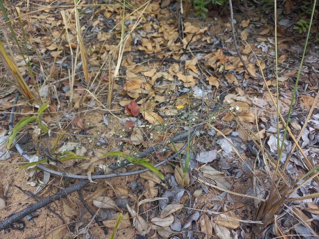 Euphorbia eylesii