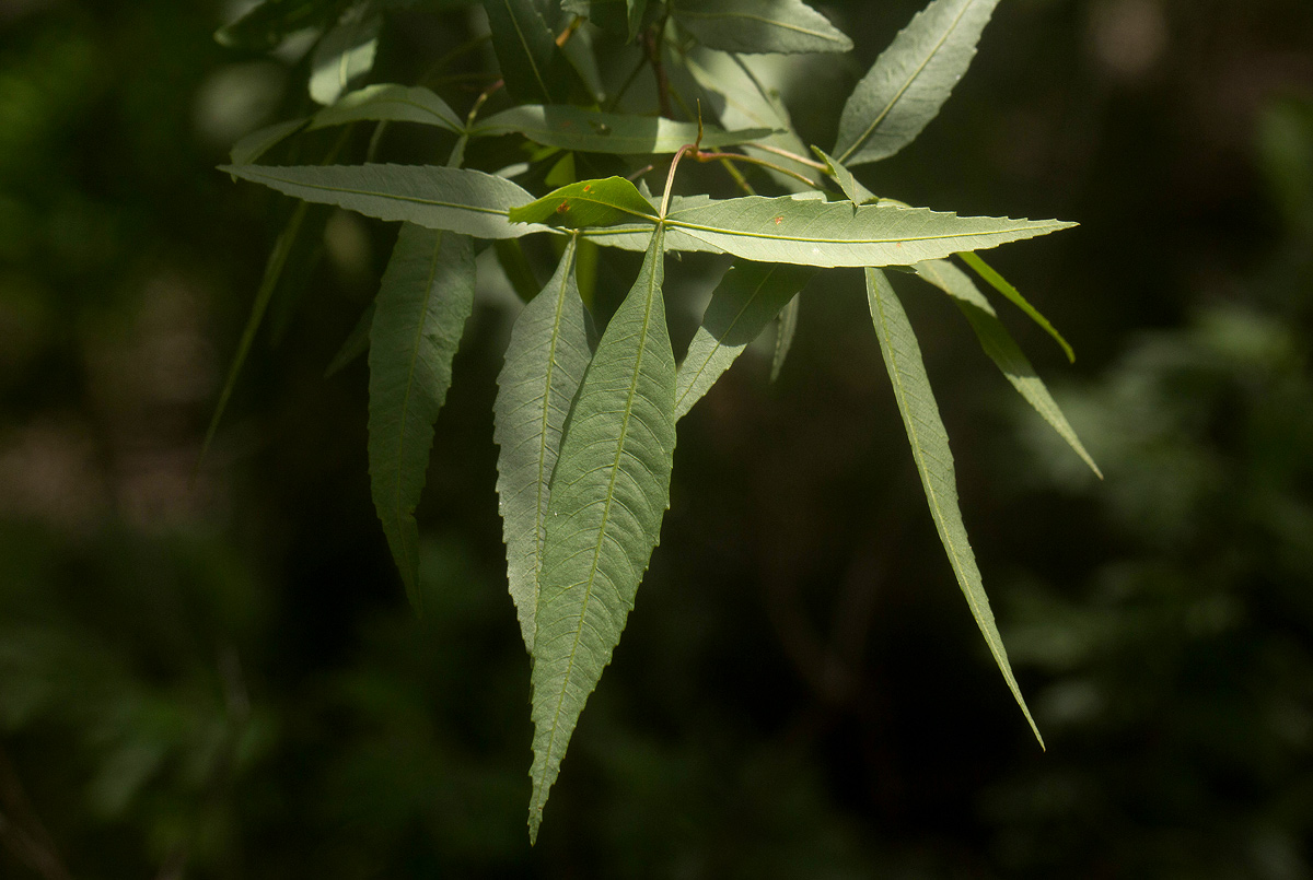 Searsia leptodictya