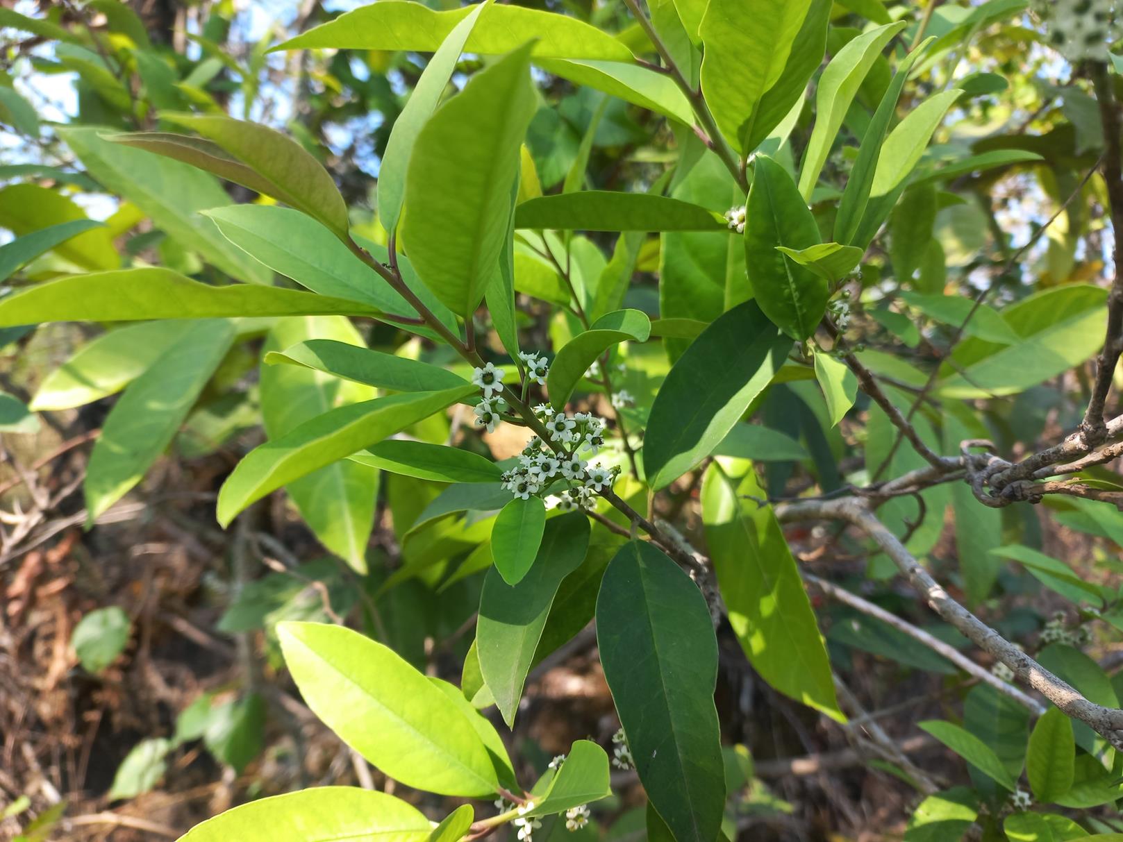 Ilex mitis var. mitis