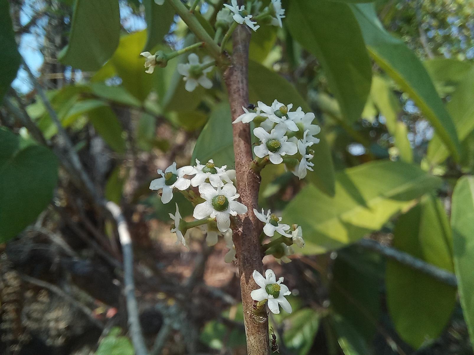 Ilex mitis var. mitis