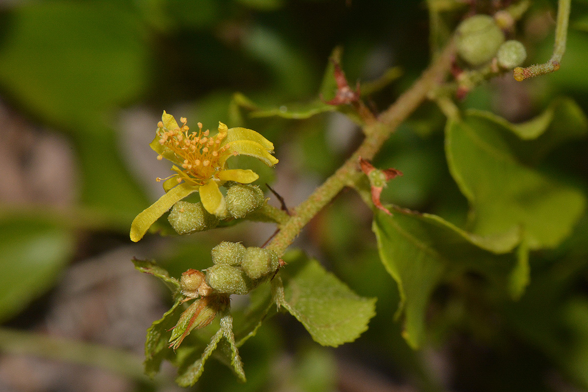 Grewia hornbyi