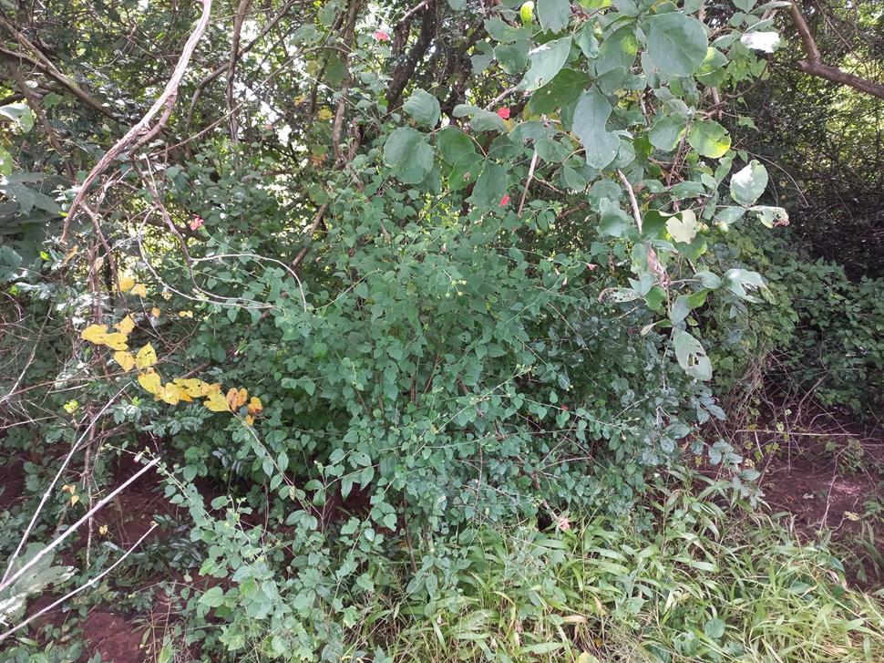 Hibiscus shirensis