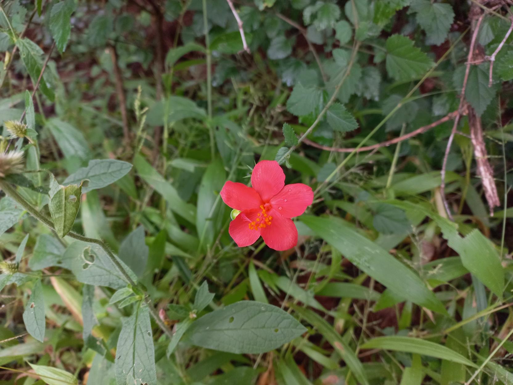 Hibiscus shirensis