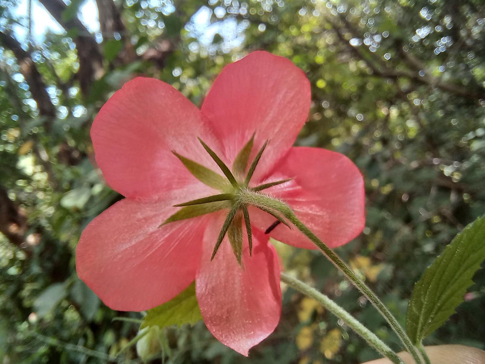 Hibiscus shirensis