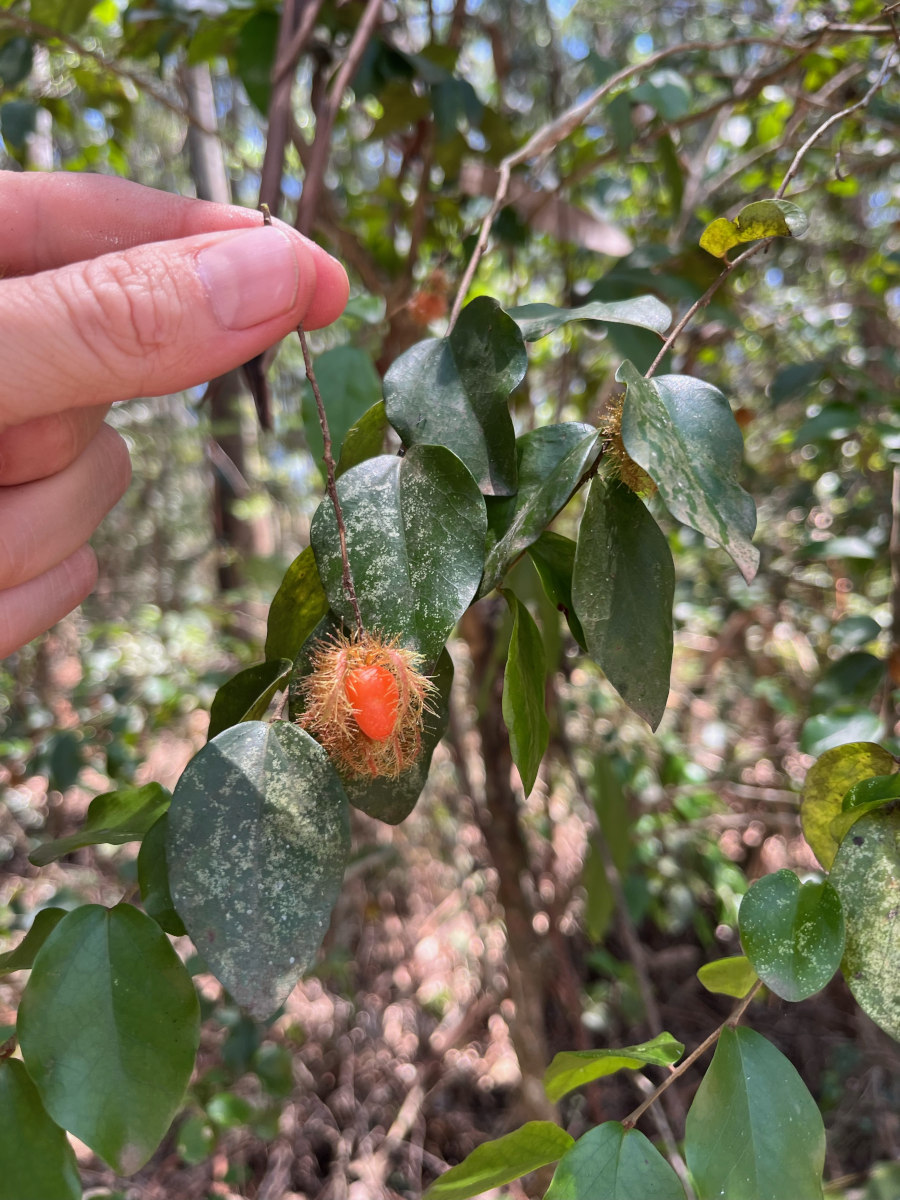 Dovyalis macrocalyx