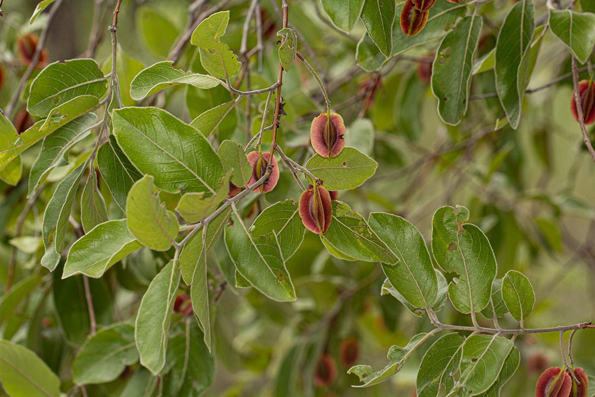 Combretum molle