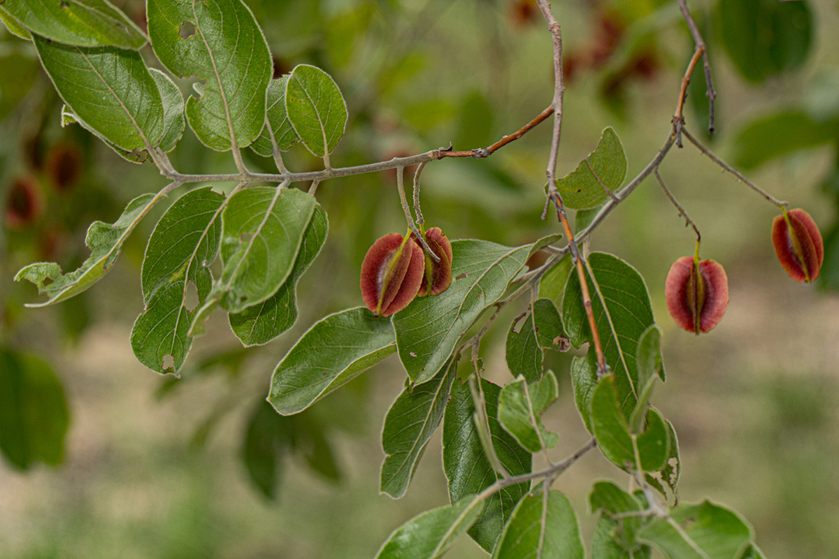 Combretum molle