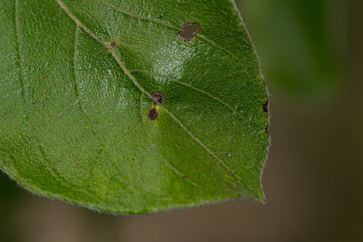 Combretum molle