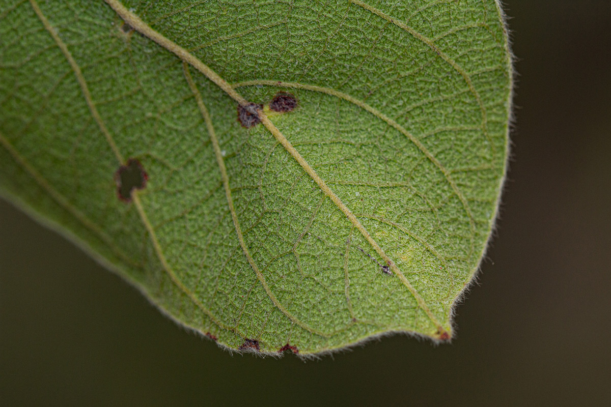 Combretum molle