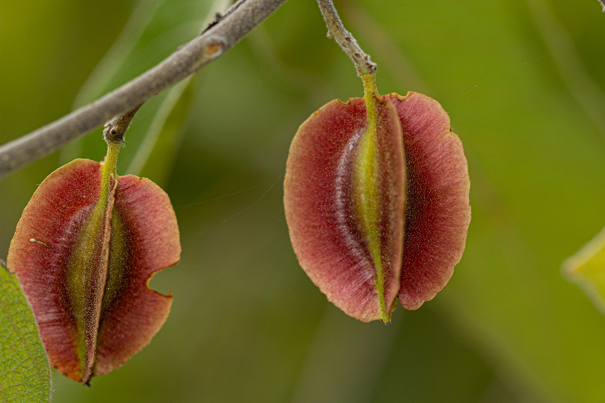 Combretum molle