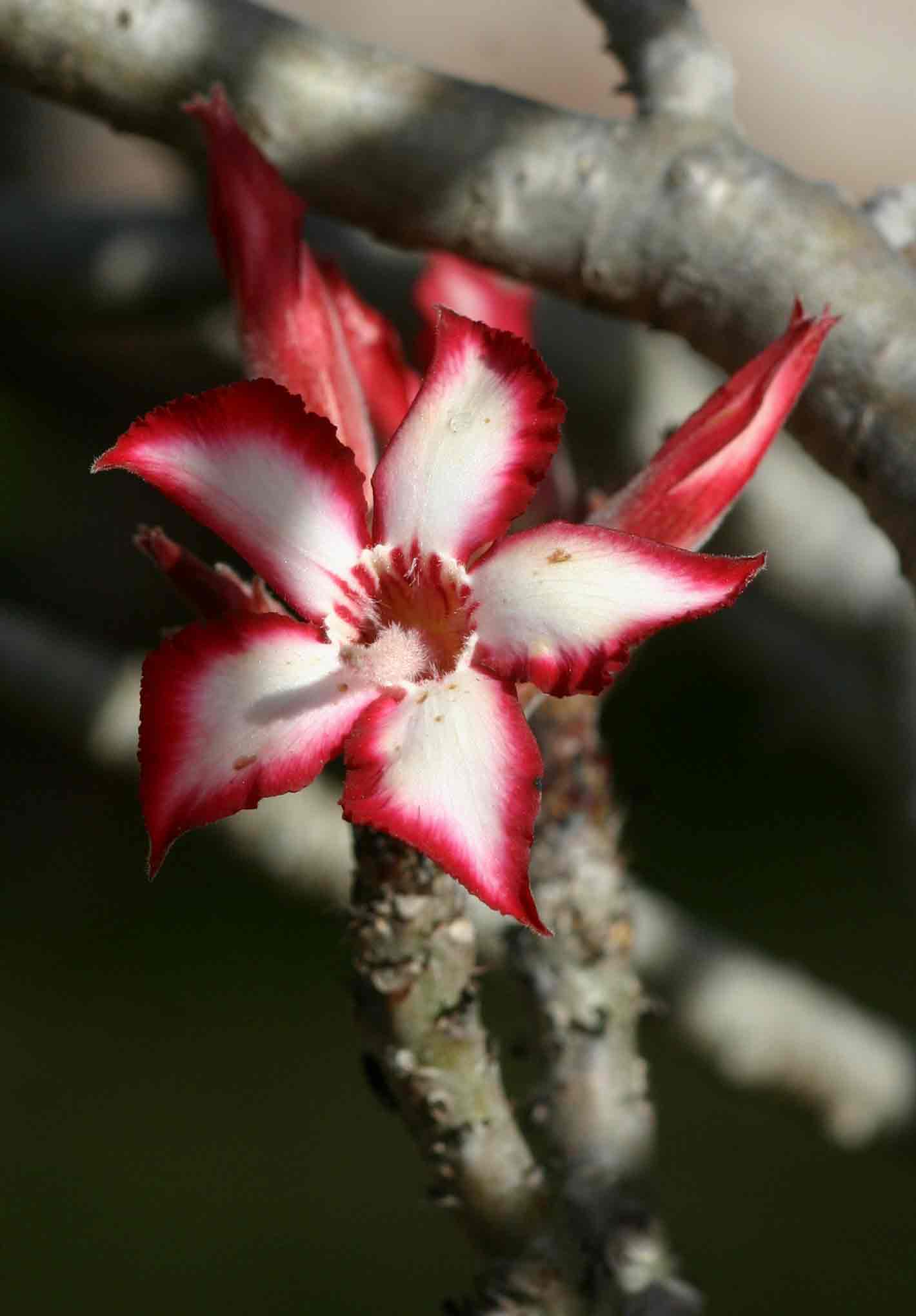 Flora of Malawi: Species information: individual images: Adenium ...