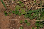 Dichondra micrantha