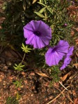 Ipomoea cairica var. cairica