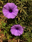 Ipomoea cairica var. cairica