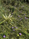 Ipomoea cairica var. cairica