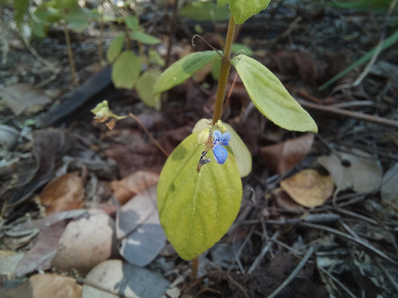 Coleus rhodesianum