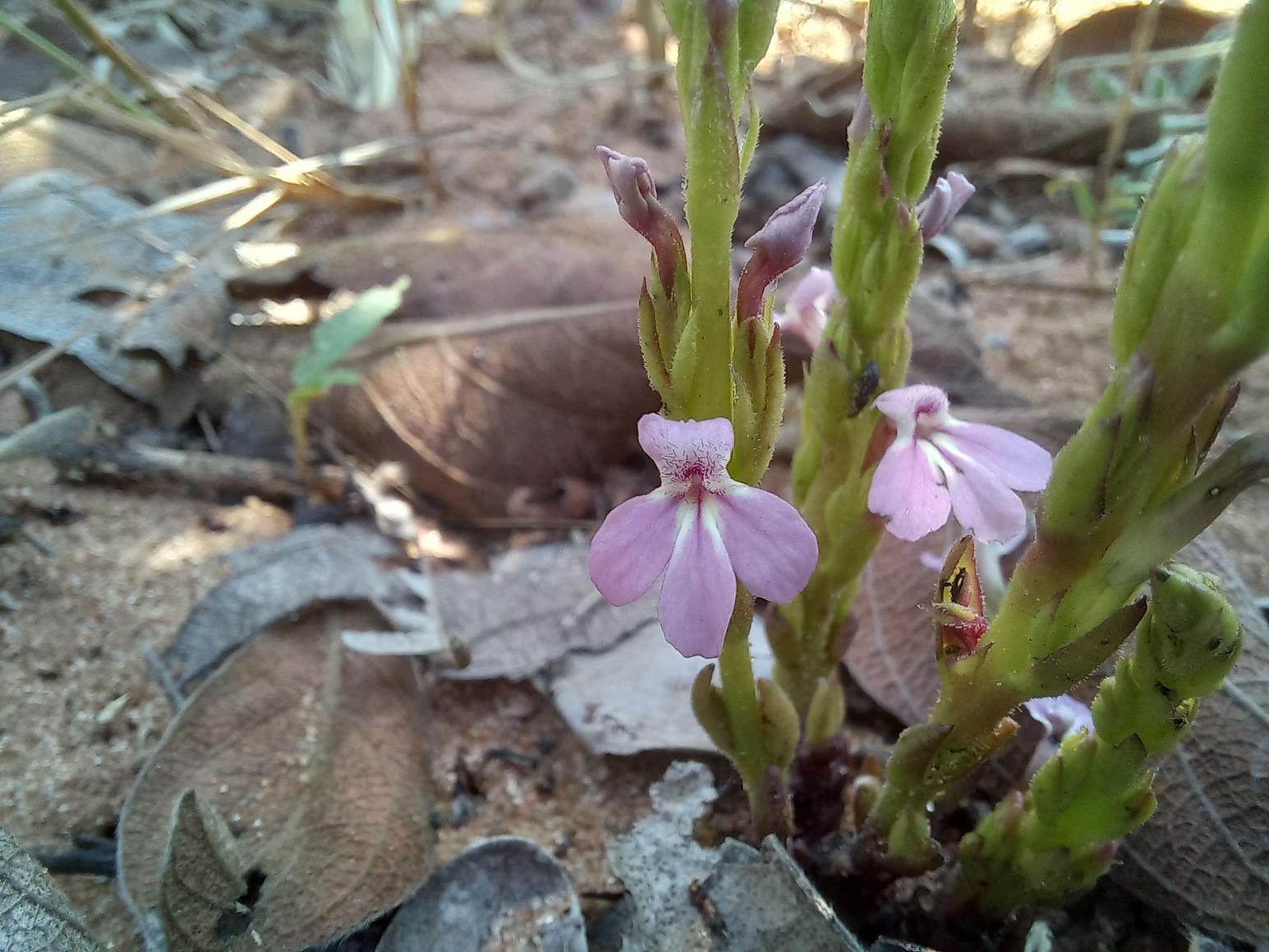 Striga gesnerioides