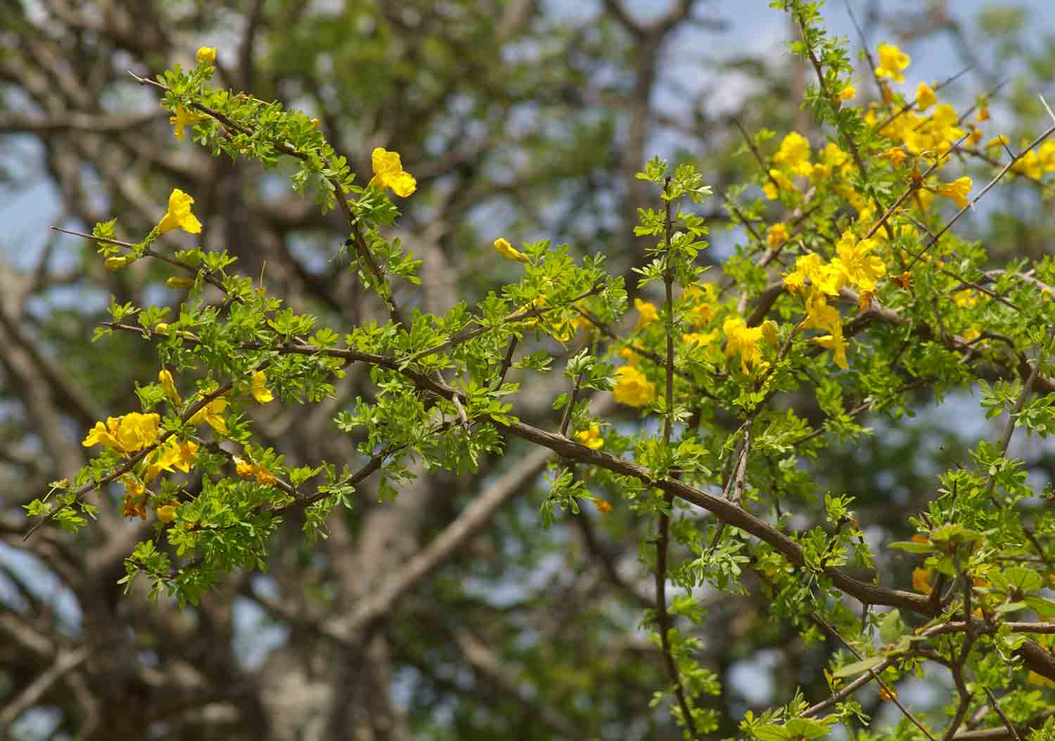 Flora of Botswana: Species information: individual images: Rhigozum ...