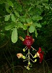 Kigelia africana (Lam.) Benth., Taman Mini Indonesia Indah.…