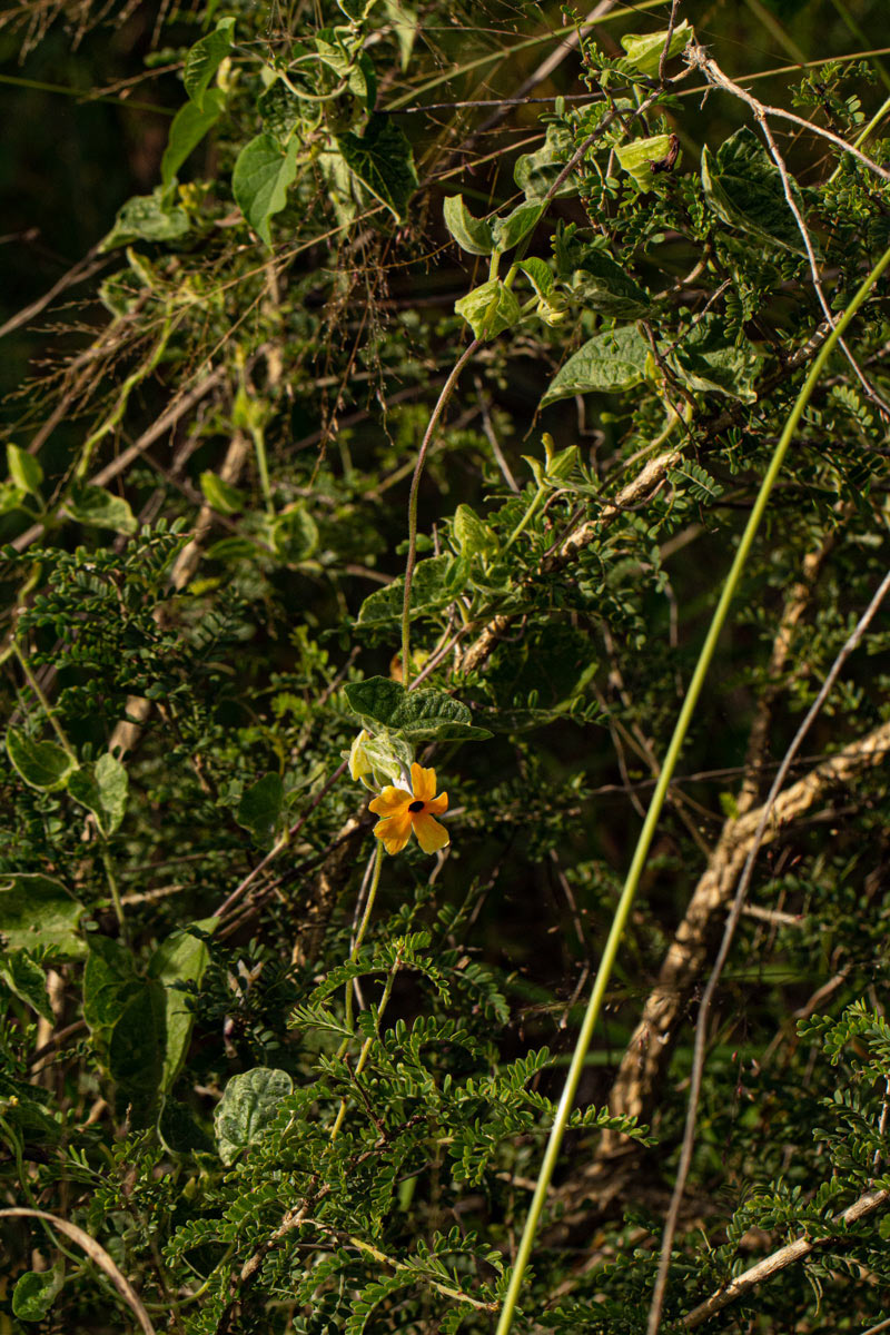 Thunbergia alata