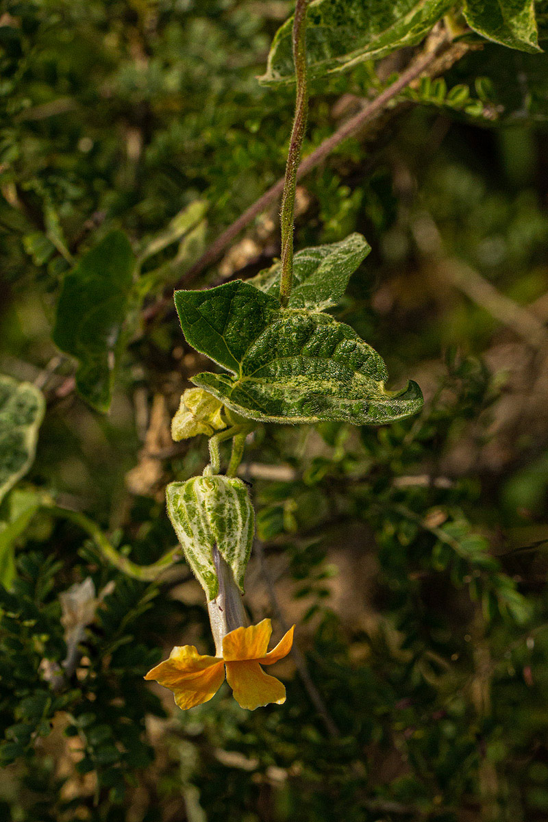 Thunbergia alata