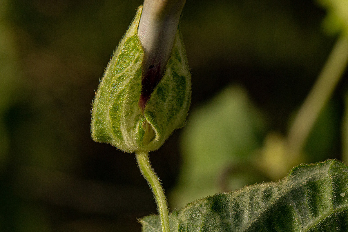 Thunbergia alata