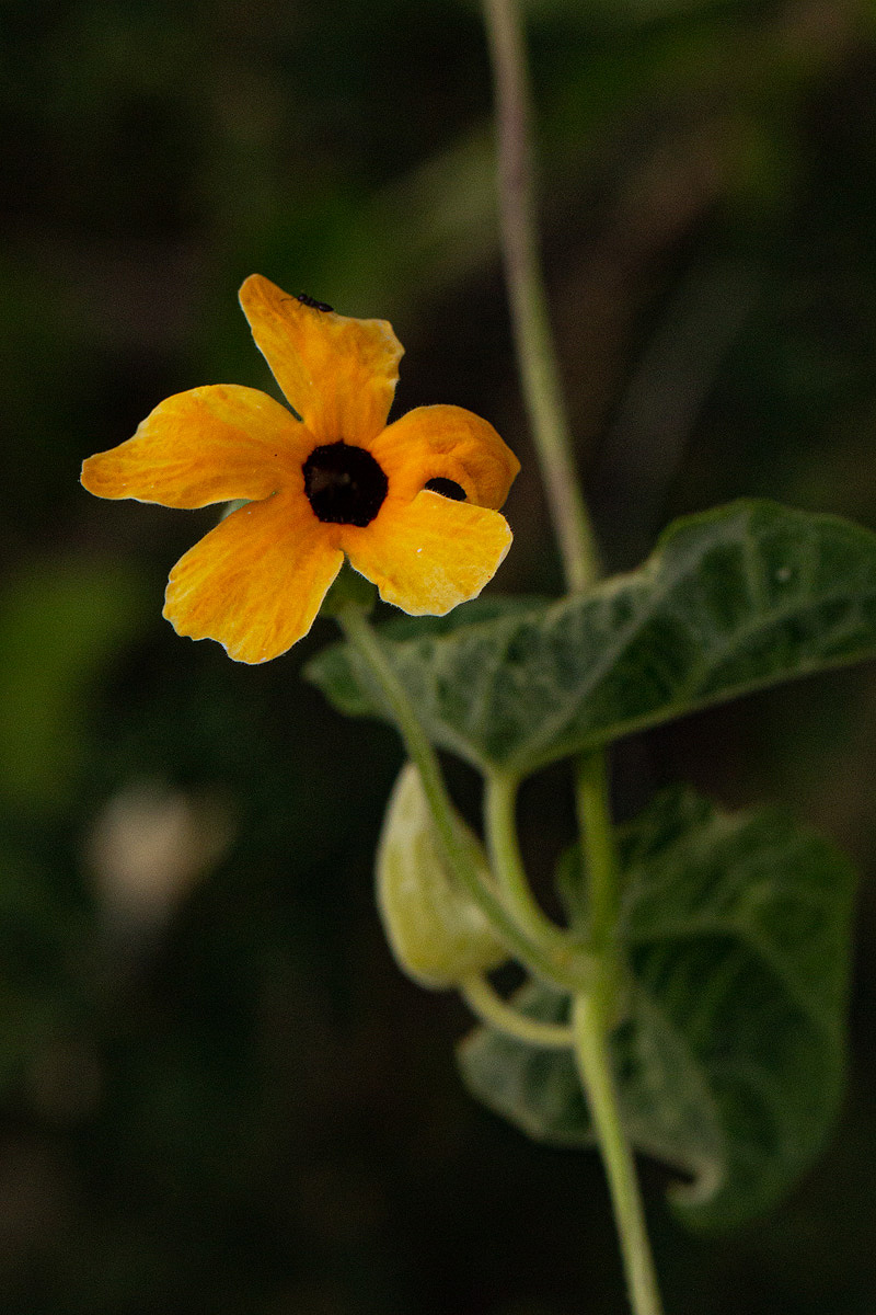 Thunbergia alata