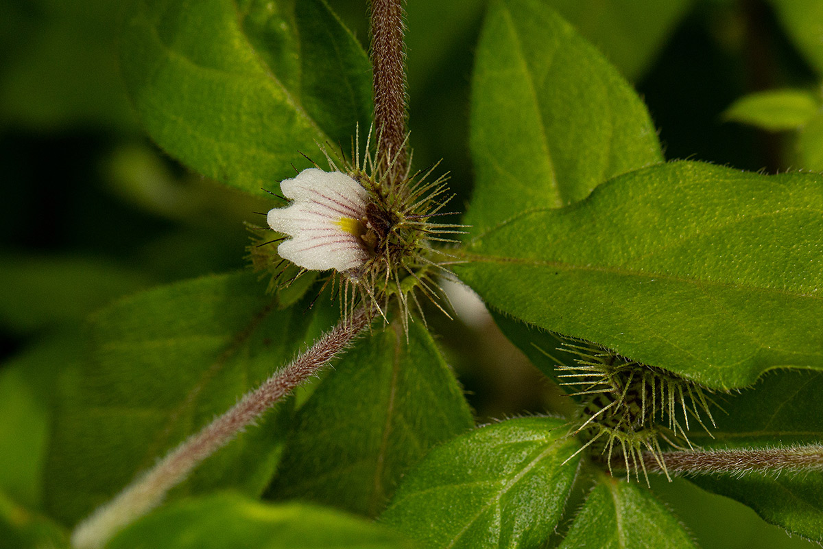 Blepharis maderaspatensis