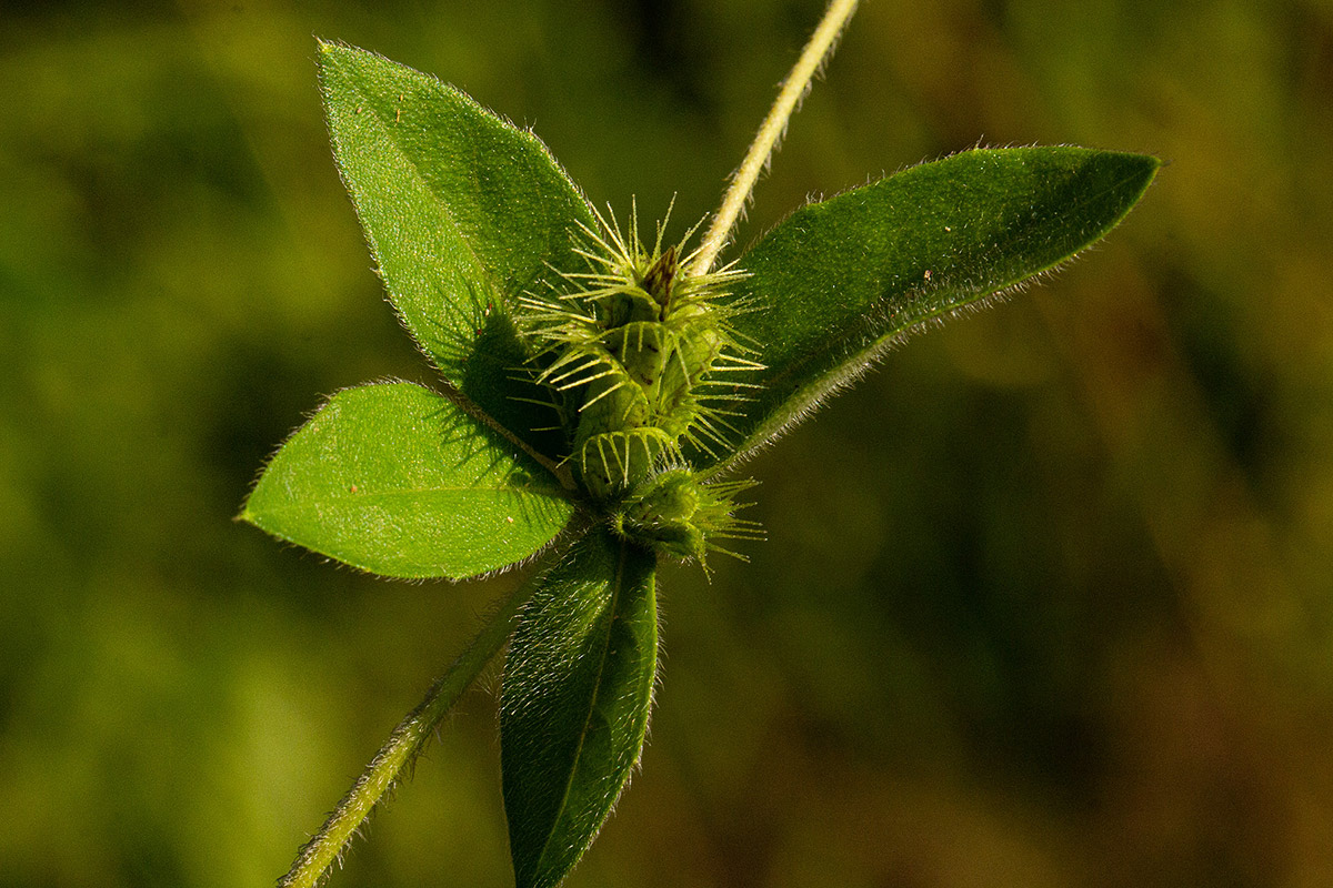 Blepharis maderaspatensis