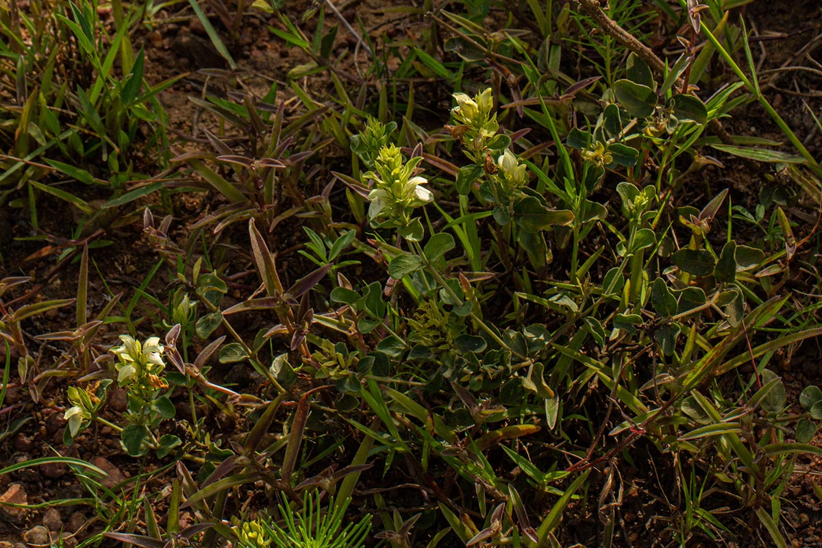 Pogonospermum subsessile