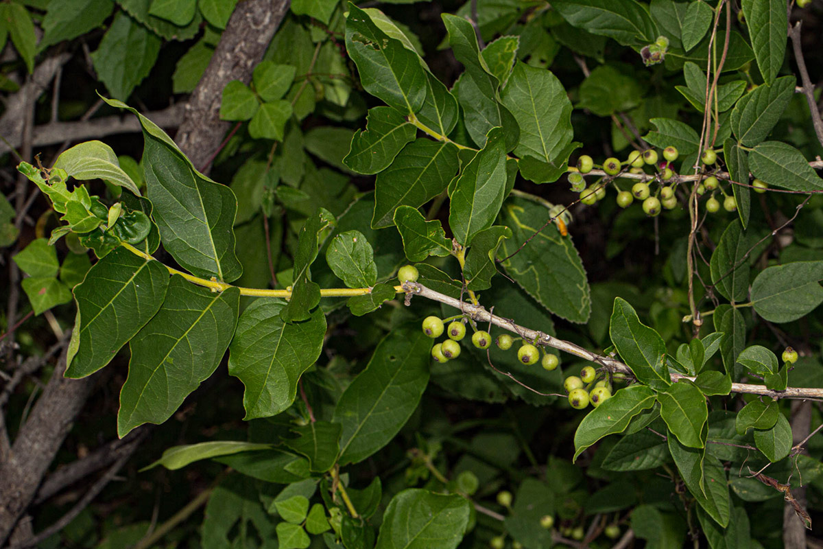 Empogona kirkii subsp. kirkii