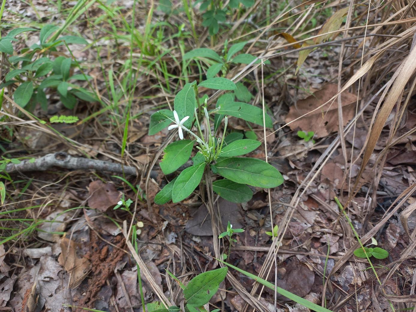 Pavetta radicans