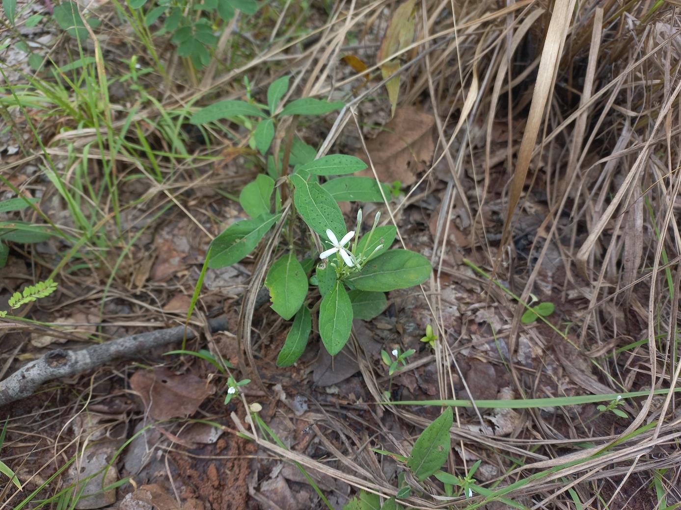 Pavetta radicans