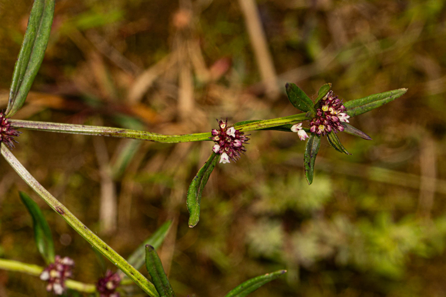 Spermacoce natalensis