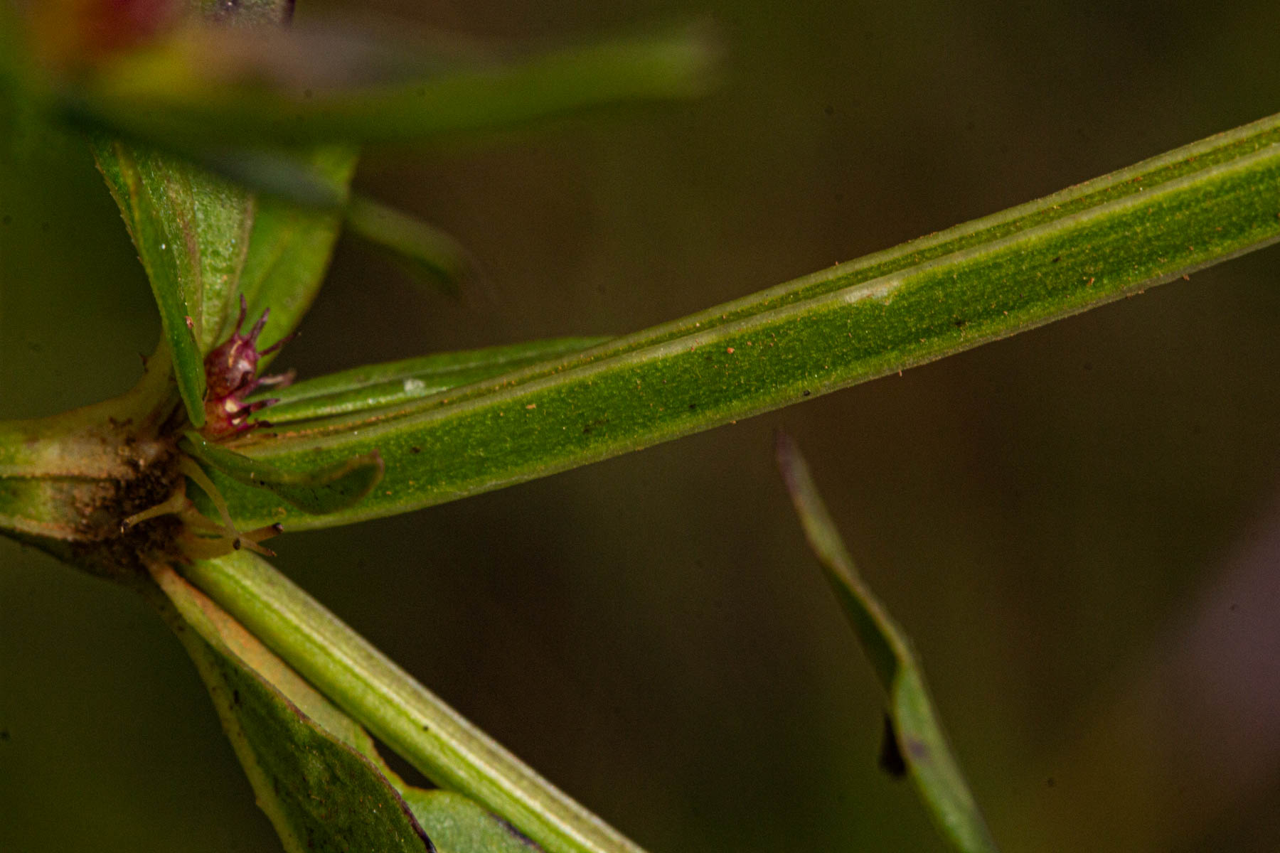 Spermacoce natalensis