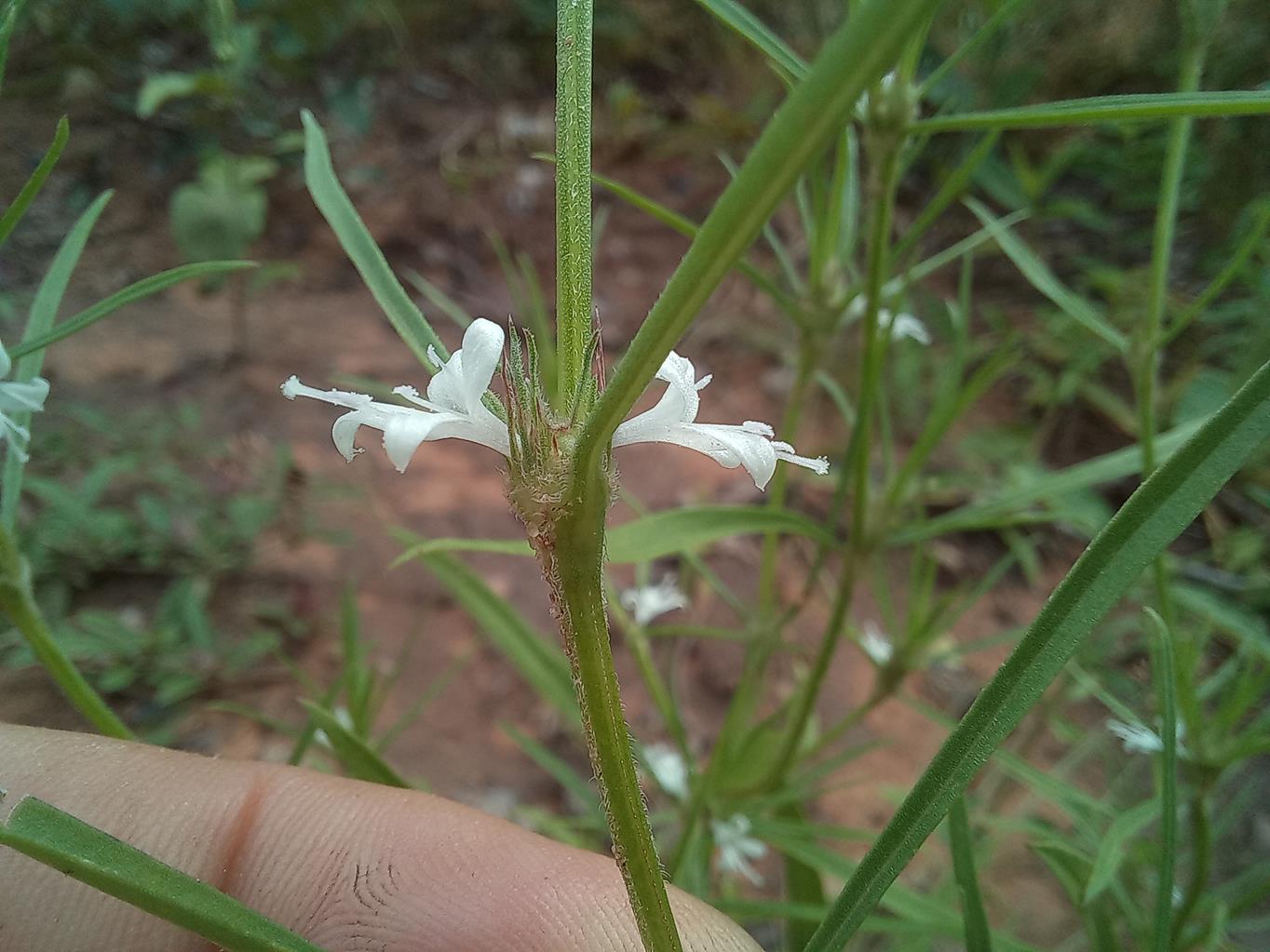 Spermacoce subvulgata var. subvulgata