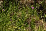 Vernonia hirsuta