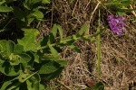 Vernonia hirsuta