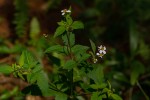 Bidens pilosa