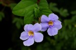 Thunbergia grandiflora