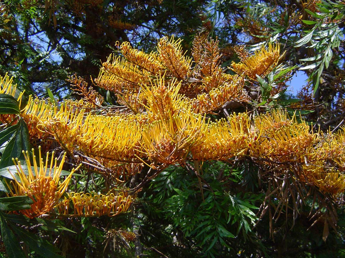 Grevillea robusta