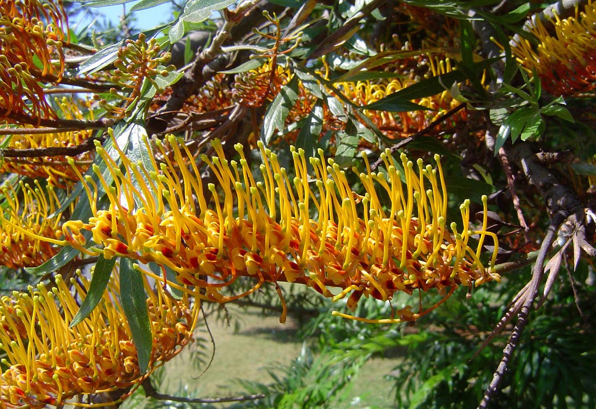 Grevillea robusta