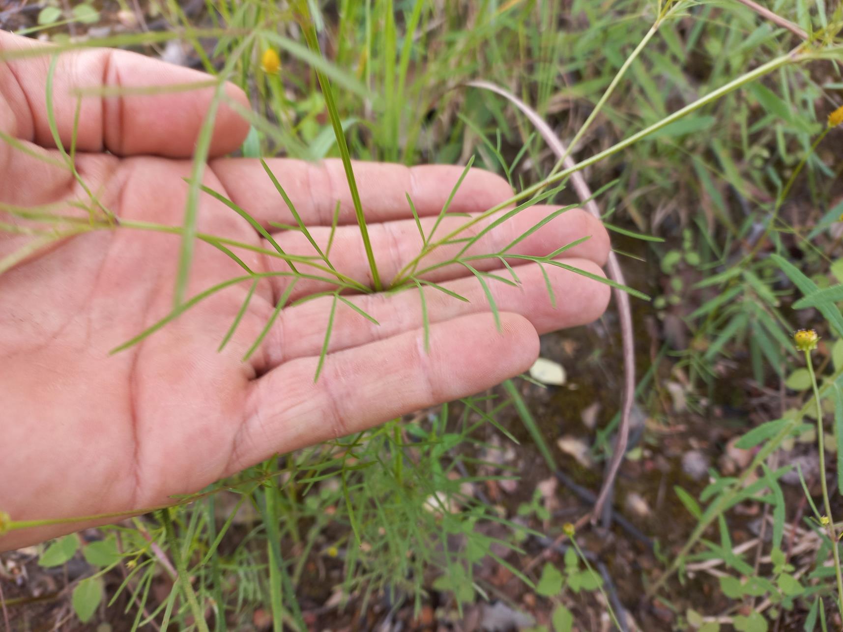 Bidens diversa