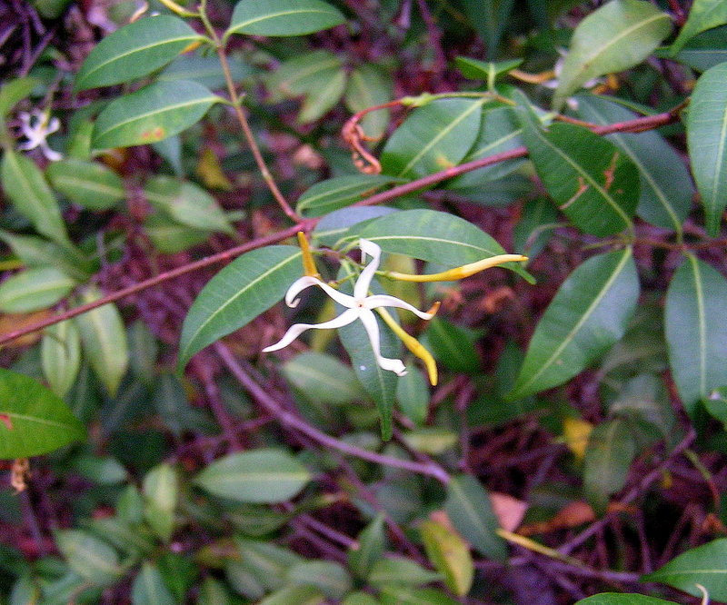 Landolphia parvifolia