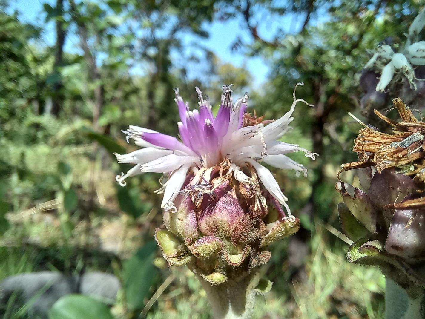 Vernonia longipedunculata var. longipedunculata