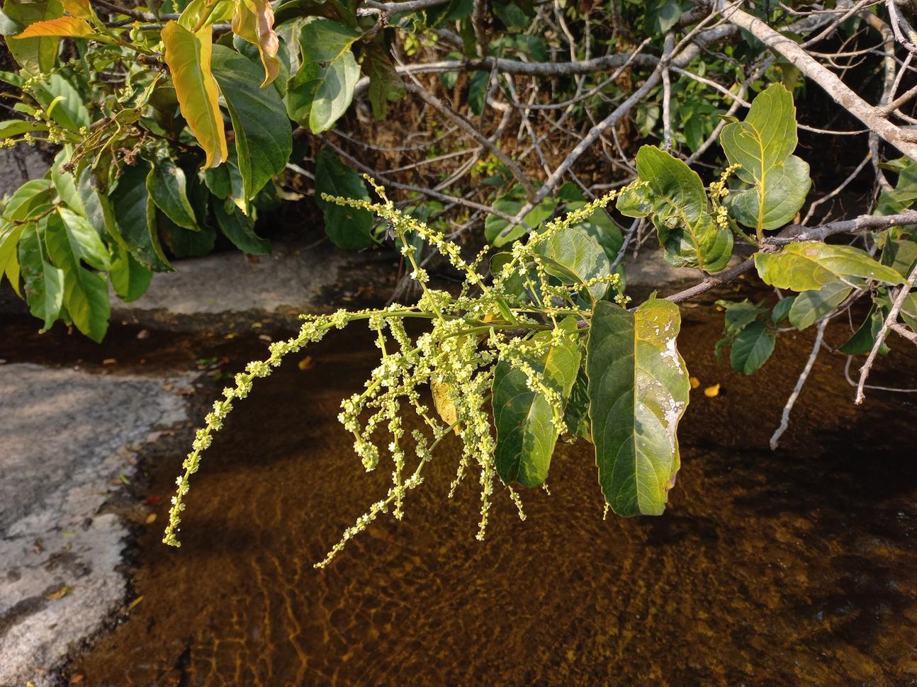 Homalium africanum