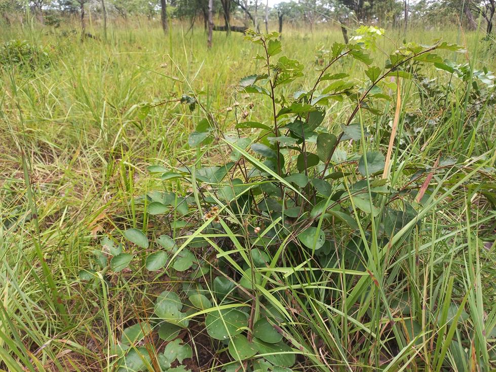 Asclepias longissima