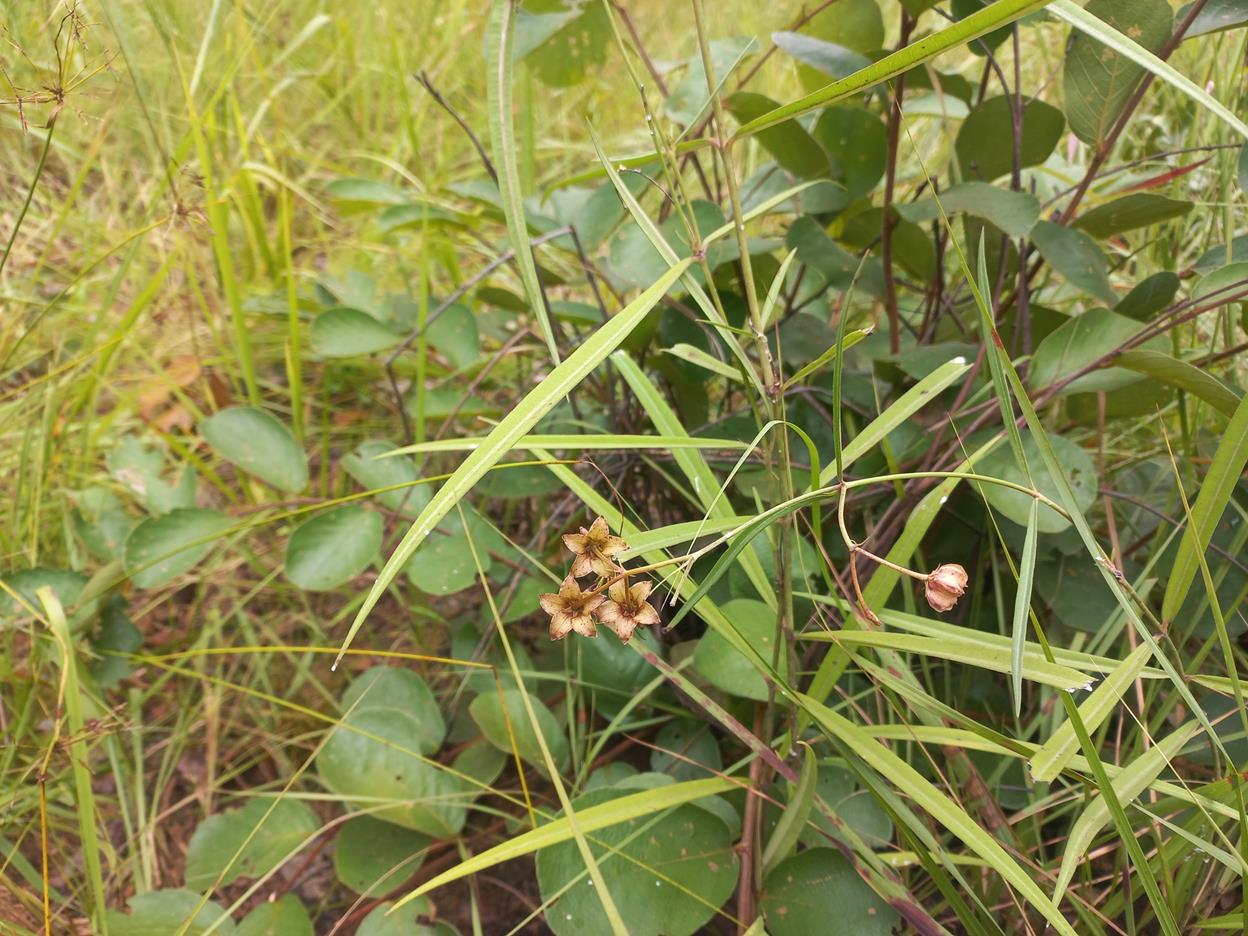 Asclepias longissima