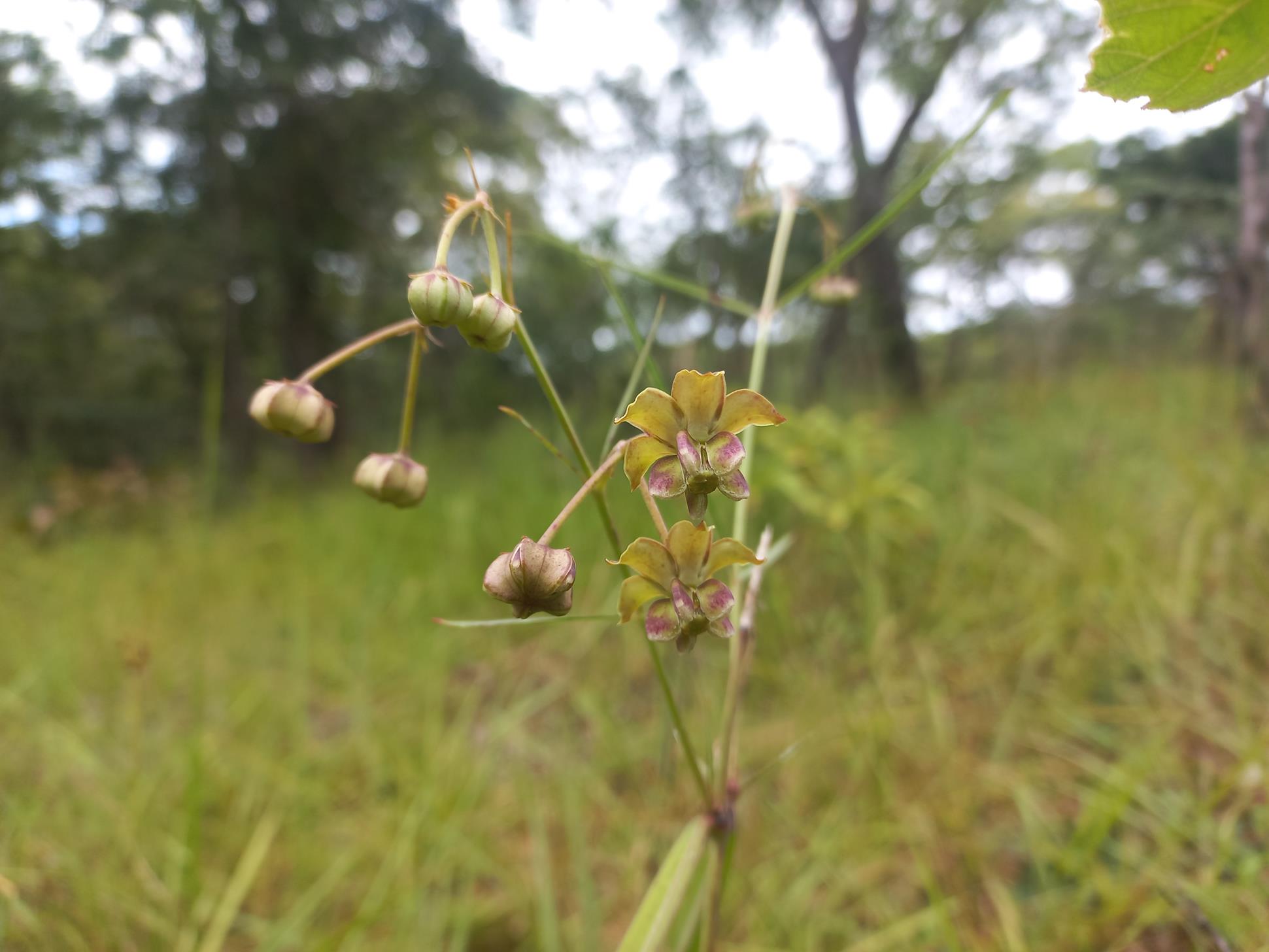 Asclepias longissima